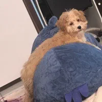 واگذاری سگ پودل مالتیز