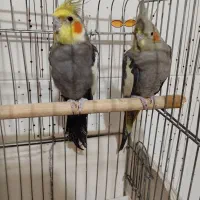 جفت عروس هلندی نر و ماده مولد|پرنده|پارس‌آباد, |دیوار