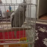 ۲ عدد عروس هلندی نر وماده|پرنده|امیدیه, |دیوار