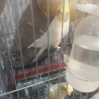 جفت عروس هلندی