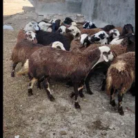 میش و بره ماده شیشک افشاری عروسک