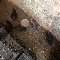 جوجه جهادی ۷۰ روزه