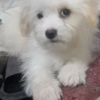 واگذاری سگ ،