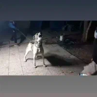 سگ نگهبان|سگ|مشهد, سیس‌آباد|دیوار