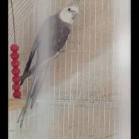 عروس هلندی تعداد