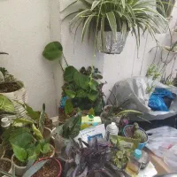 گل اپارتمانی|گل و گیاه طبیعی|بومهن, |دیوار