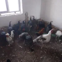 فروش بوقلمون قاز