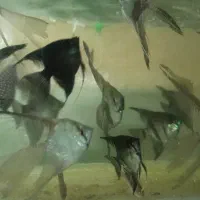 ماهی آنجل ، فایتر ، تایگر  و کالر