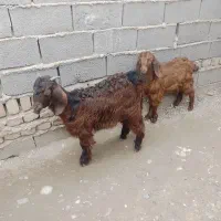 دوتا بزغاله نرو ماده