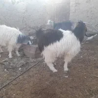 ۱۶ راس بزغاله چاق و چلبک نرو ماده به قیمت مناسب|حیوانات مزرعه|هامون, |دیوار