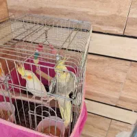 طوطی دستی عروس هلندی