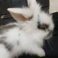 خرگوش