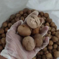 گردوی پوست کاغذی درجه یک توی سرکان