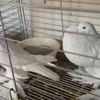 چند جفت کفتر تزئینی درجه یک