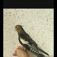 یک جفت عروس هلندی کاملا رام و دستی