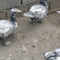 اردک طوسی نر و ماده|حیوانات مزرعه|آمل, |دیوار