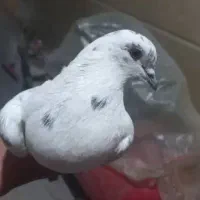 جفت پرشی با سرور ماوضه با طوقی نر|پرنده|ایذه, |دیوار