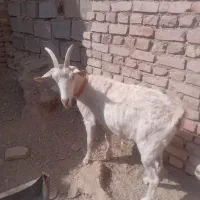 بزسانن