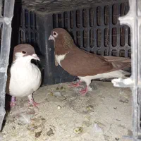 طوقی خوشگل|پرنده|خاش, |دیوار