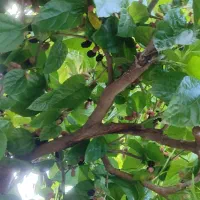 نهال شاه توت|گل و گیاه طبیعی|حویق, |دیوار