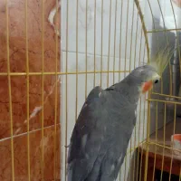 عروس هلندی|پرنده|علی‌آباد کتول, |دیوار