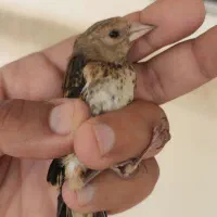 جوجه سهره به شرط نر درشت و قد و قواره دار