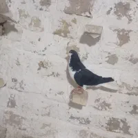 کفترچپ سیاه نر باقره زرد نر