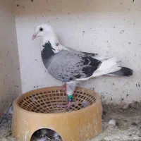 پلاکی|پرنده|شادگان, |دیوار