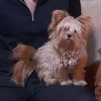 در محدوده گلشهر گم شده