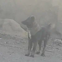 سگ‌ نگهبان