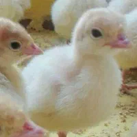 فروش جوجه بوقلمون بیوتی 6 پنج روزه