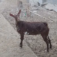 بز صلاله اصل