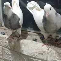 جوجه کبوتر طوقی، الماسی کفتر