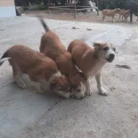 واگذاری ۳عدد توله سگ