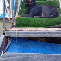 سگ روتوایلر|سگ|کهریزک, |دیوار