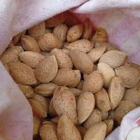 بادام امساله ارگانیک درخت سنتی