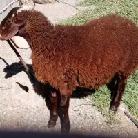 بره قوچی هترو|حیوانات مزرعه|کوهسرخ, |دیوار