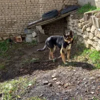 سگ ژرمن میکس