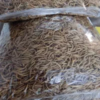 میلورم و سوپرورم و لارو سرباز و مکمل ترکیبی|خزنده|اندیشه, پرنیان|دیوار