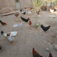 خروس محلی ۷ ماهه