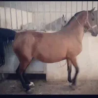 /+مادیان برای تولید اینده دار)-