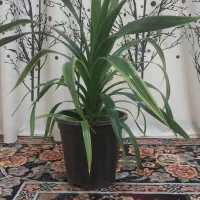 گیاه پاندانوس و عنکبوتی