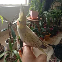 عروس هلندی ماده مولد۱۴۰۰|پرنده|کرمان, |دیوار