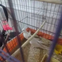 طوطی عروس لوتینو