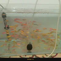 ماهی زبرا درشت