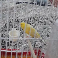 قناری ماده لیمویی  آماده