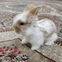 بچه خرگوش مینی لوپ لپ مینیاتوری اموزش دیده