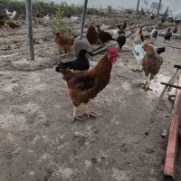 مرغ و خروس و جوجه و بوقلمون محلی