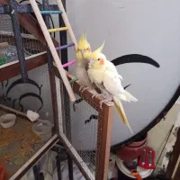 عروس هلندی دو جفت ۴۲۰۰