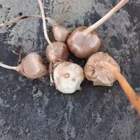 پیاز زعفران